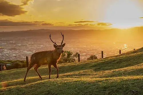 Nara